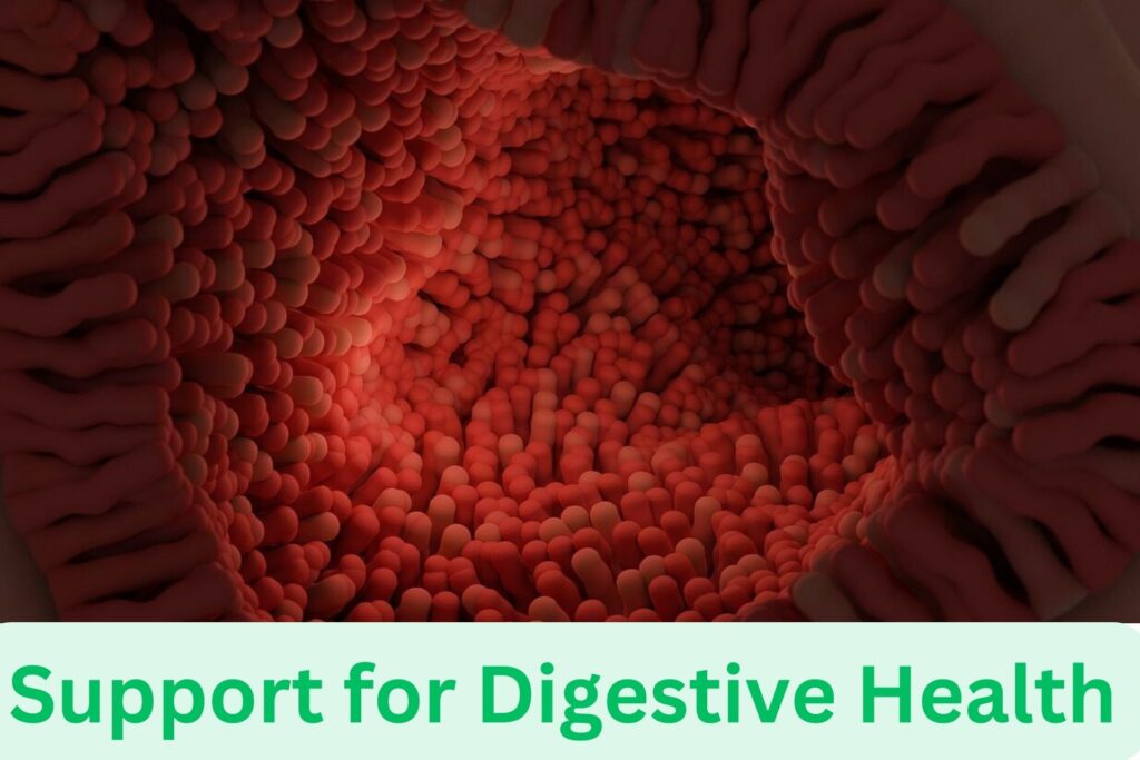 Support for Digestive Health