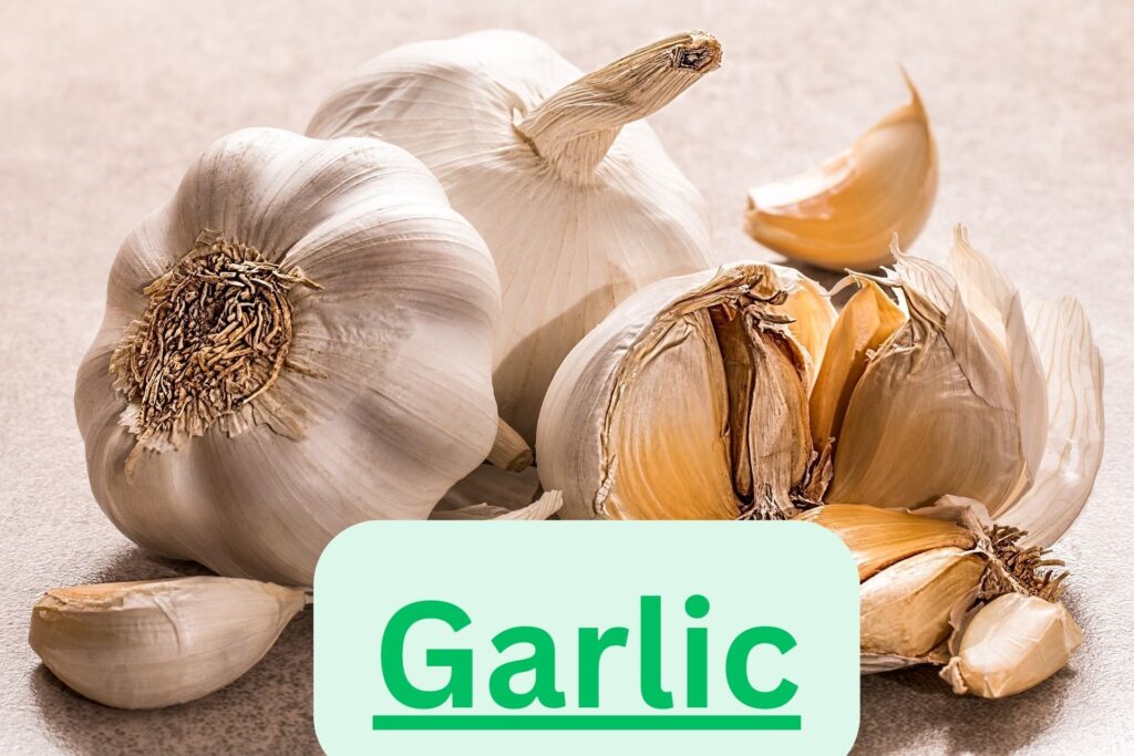 Garlic