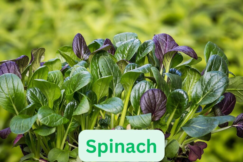 Spinach